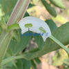 Neue langlebige Pflanzenunterstützungsklammern Weingarten Gemüse Tomate für Typen Pflanzen hängen Plastikclip